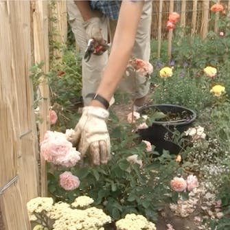 visne roser visne roser